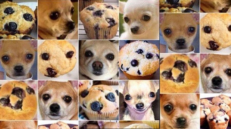 Can your classifier tell the difference between a chihuahau and blueberry muffin?